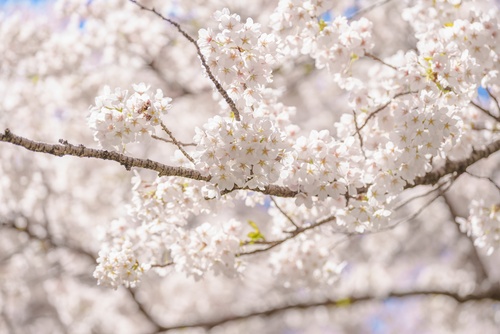 この春、新しいコンテンツを始動します！